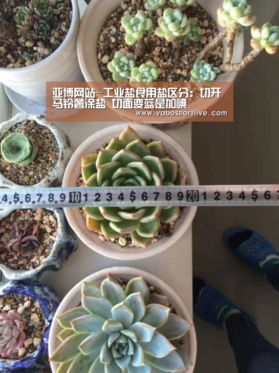 亚博网站